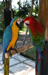 Two big colorful parrots perching on a stand in a bird research facility near Ubud Indonesia on the island of Bali © Traveller