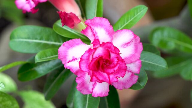 Close-Up of Adenium or Desert Rose double petal flowers