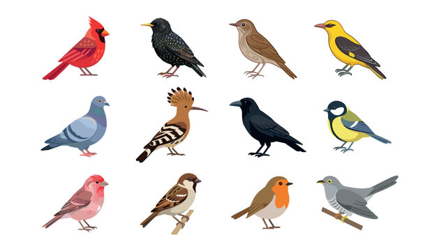 Different wild bird species cartoon vector element set. Cardinal, starling, hoopoe, pigeon, crow, sparrow and robin.