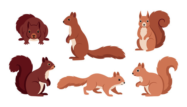 Cute squirrel wild animal cartoon vector set. Fluffy tail squirrels, brown rodents and nature wildlife.