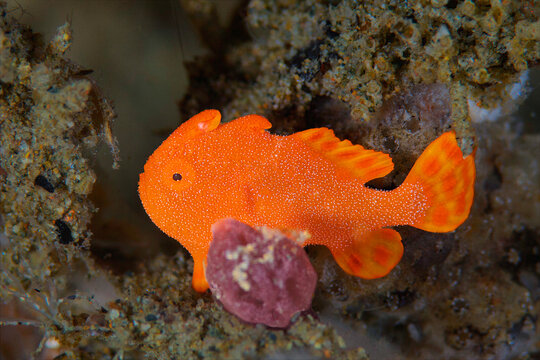 Bright orange juvenile painted frogfish resting on Ambon reef