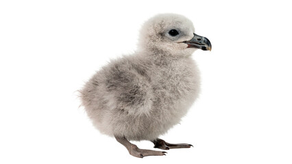 Cute fluffy small baby bird chick standing isolated on transparent background © Lewis