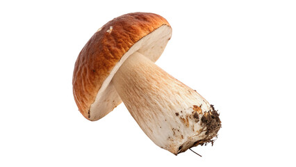 Single fresh wild edible cep porcini mushroom isolated on transparent background © Lewis