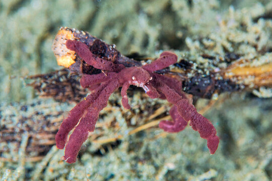 Orangutan crab Achaeus japonicus camouflaged on sponge covered substrate in Ambon Bay