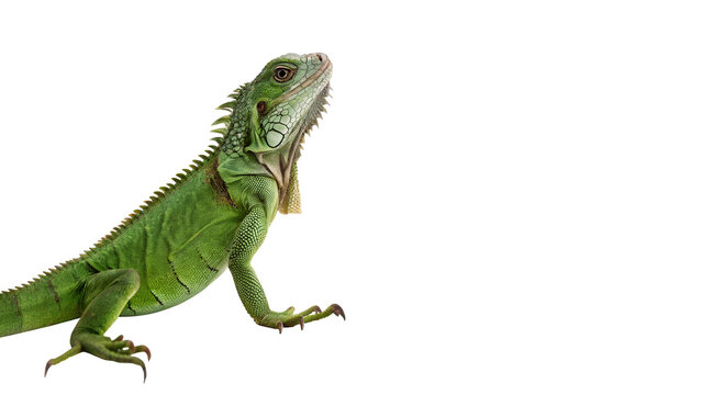 Green iguana lizard reptile crawling sideways view isolated on transparent background