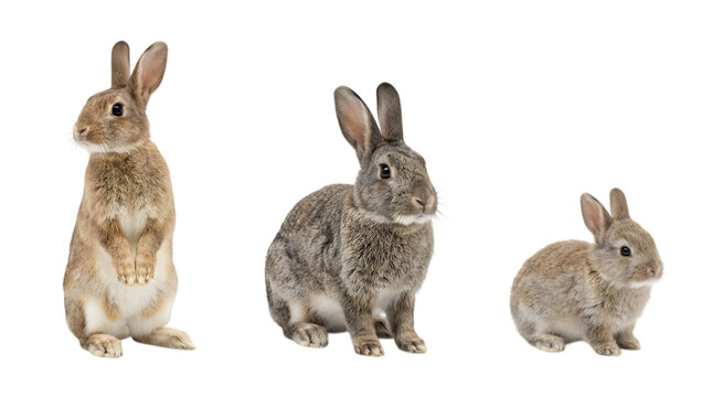 Three cute brown rabbits standing and sitting isolated on transparent background