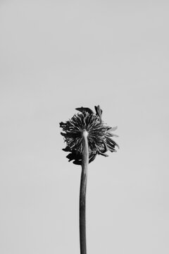 Black and White Close-Up of Dried Gerbera Daisy Flower