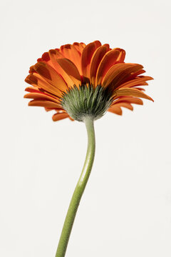Close-Up of an Orange Gerbera Daisy. Aesthetic Flower Composition