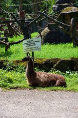 Llama resting on the grass next to a do not feed the animals sign in a zoo © Roseee Visuals