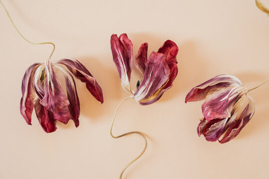 Deep red tulip blooms arranged artistically with curved golden ribbons on neutral backdrop