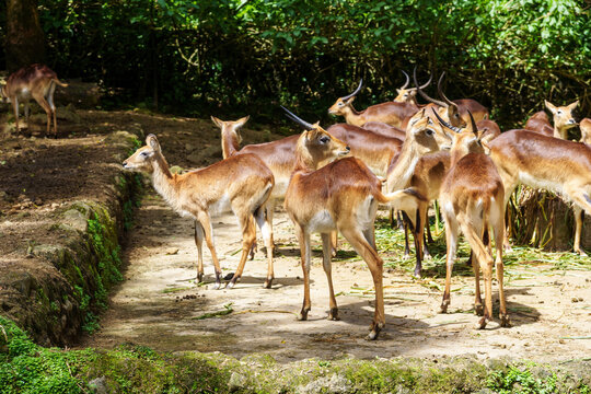 Herd of brown lechwe antelopes standing together in a wildlife park enclosure