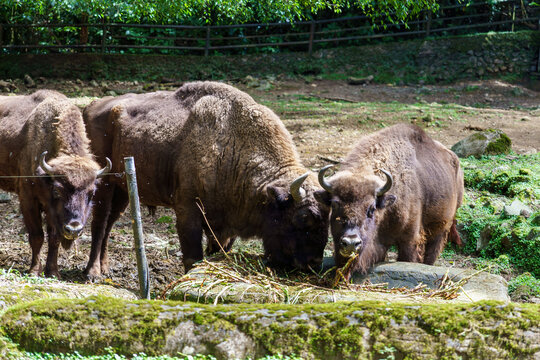 Group of European bison feeding on grass in a zoo enclosure