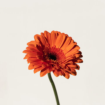 Close-Up of an Orange Gerbera Daisy