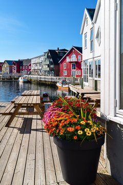 Colorful flowers decorate a wooden harbor promenade in Henningsv&aelig;r on the Lofoten Islands, surrounded by traditional wooden houses, small boats, seating and calm water on a sunny autumn day.