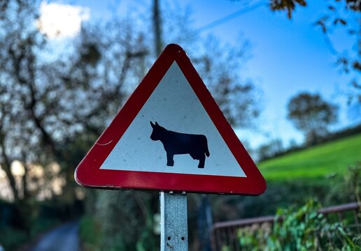 Cattle Crossing Warning Sign in Rural Landscape