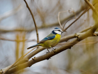 Mésange en hiver, au Bois de Vincennes © Lenaick