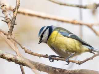 Mésange du bois de Vincennes, tête baissée © Lenaick