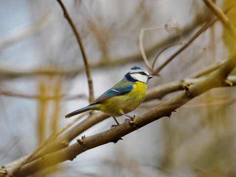 M&eacute;sange en hiver, au Bois de Vincennes