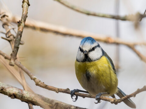 M&eacute;sange du bois de Vincennes, de face