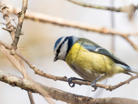 M&eacute;sange du bois de Vincennes, t&ecirc;te baiss&eacute;e