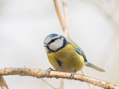 M&eacute;sange du bois de Vincennes, de trois quart