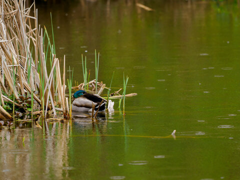 Un colvert dort sous la pluie