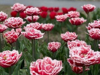 Fototapeta premium Pink Fringed Tulips in Bloom