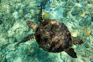 Green sea turtle swimming over coral reef in Aka Island Okinawa Japan © bongoman