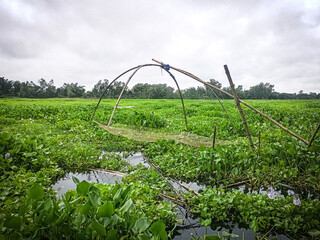 A traditional bamboo fishing net structure stands in a flooded field covered with dense water hyacinth plants under a cloudy sky, suggesting traditional fishing practices. © OnlyDesign