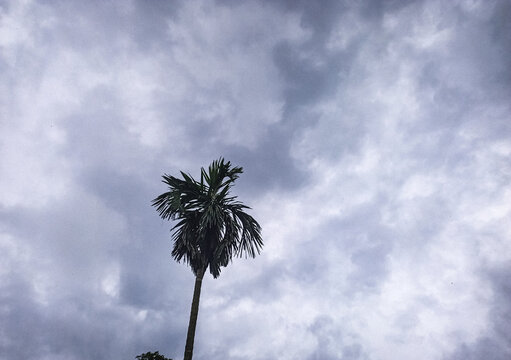 A solitary, slender palm tree stands tall and resilient against a dramatic, heavily overcast sky filled with dark, brooding grey clouds, hinting at an impending tropical storm