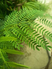 Close up of fresh green compound leaves on a plant © Ety