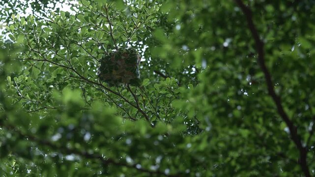 Natural weaver ant nest formed by green leaves woven together by weaver ants, showcasing an intricate example of insect architecture in a tropical outdoor habitat.