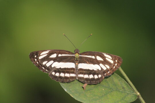 common cailor butterfly perchedbon green leaf on green background. 