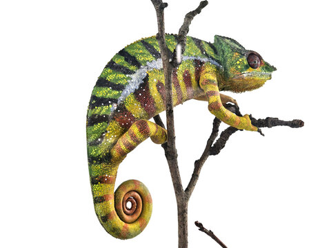 Close-up of a colorful chameleon standing on a branch, isolated on a white background.