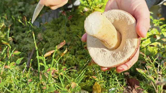 Hands holding a large fresh porcini mushroom showing its spongy underside in a forest clearing, wild mushroom harvest, earthy food find, foraging lifestyle, autumn nature activity.