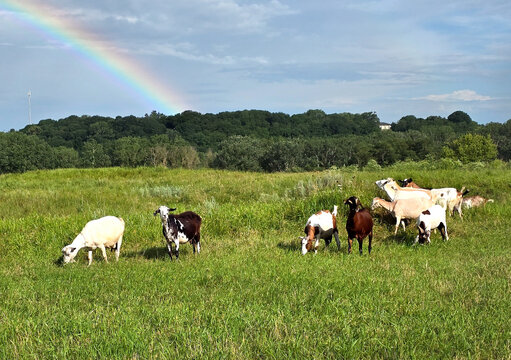 The goats are coming from the pasture. There is a rainbow in the sky.