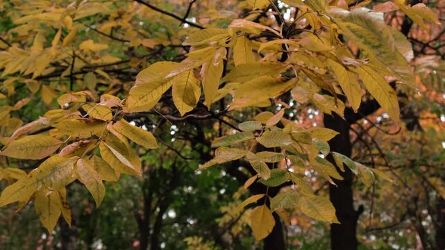 Autumn background, fall season. Trees with golden yellow leaves in autumn park.