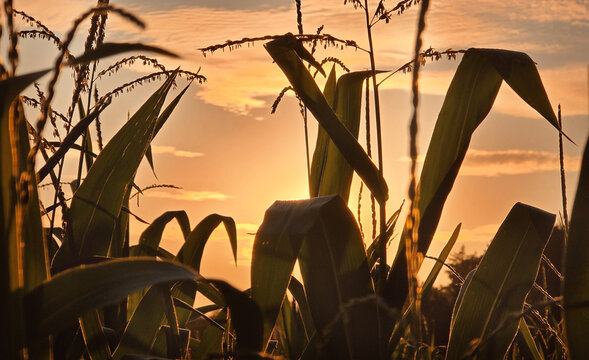 A cornfield on an agricultural plot in the rays of the setting sun.