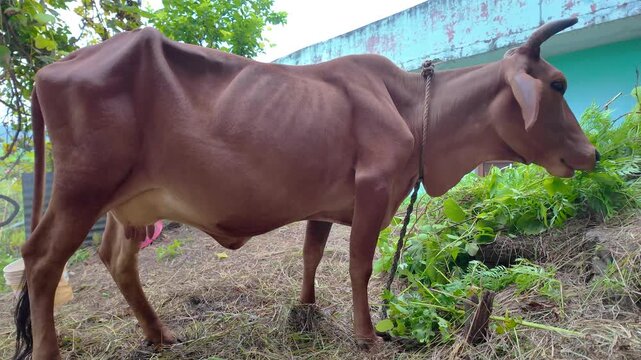 Brown Dairy Cow Standing and Grazing Outdoors in Rural India