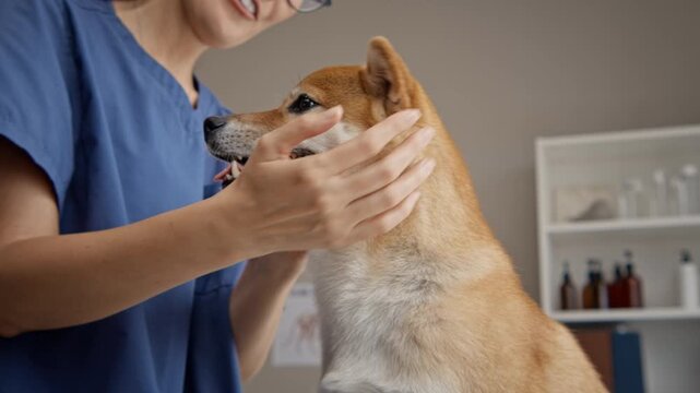 Caucasian young adult female veterinarian examining Shiba Inu dog eye and neck during clinical checkup. Clip fits pet healthcare campaigns and veterinary service marketing