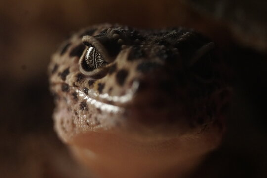 gecko