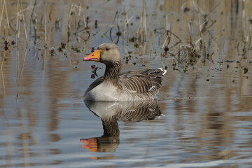 Fototapeta premium Greylag goose (Anser anser) swimming in a calm lake with water reflection, wild goose in its natural habitat