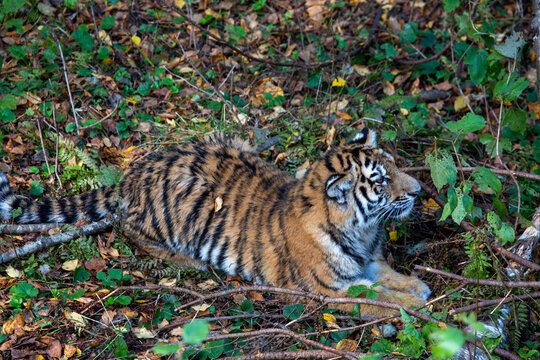 A young tiger lies on the grass on a bright sunny day. Wildlife, mammals, predators.