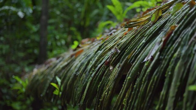 Raindrops cling to thatched roof fronds. Green leaves gleam in forest mist. Dense foliage frames the natural scene. Water droplets highlight texture and moisture. Ideal for environmental storytelling
