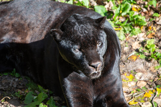 A black panther lies on the grass on a bright sunny day. Wildlife, mammals, predators.