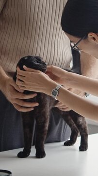Vertical video of young adult female veterinarian examining black cat held by male owner. Footage suited for veterinary clinic promotions and pet healthcare advertising