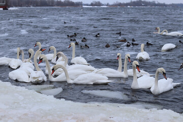 Swans on a winter river. White birds swim in cold water among ice. Group of swans and ducks during wintering on an open reservoir in winter. Winter landscape with wild waterfowl on a river with ice © Mariia