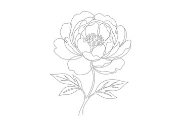 Obraz premium Blooming peony flower with delicate petals and leaves.