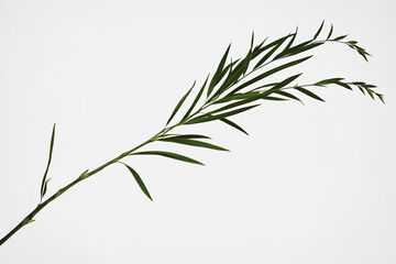 Obraz premium Fresh Willow Branch with Long Narrow Leaves