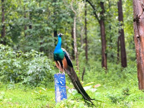 Indian peacock with brilliant blue and green plumage perched on a blue post in a lush, tropical forest, long tail feathers trailing toward the ground, a colorful male bird in natural woodland habitat.